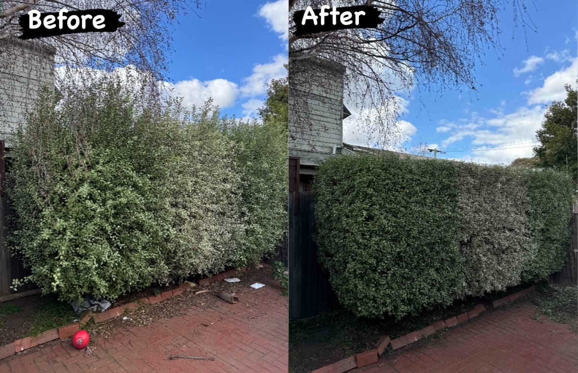 Hedge trimming